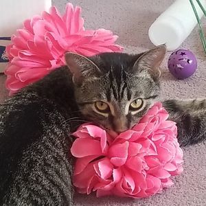 Meet your Posher, Tina